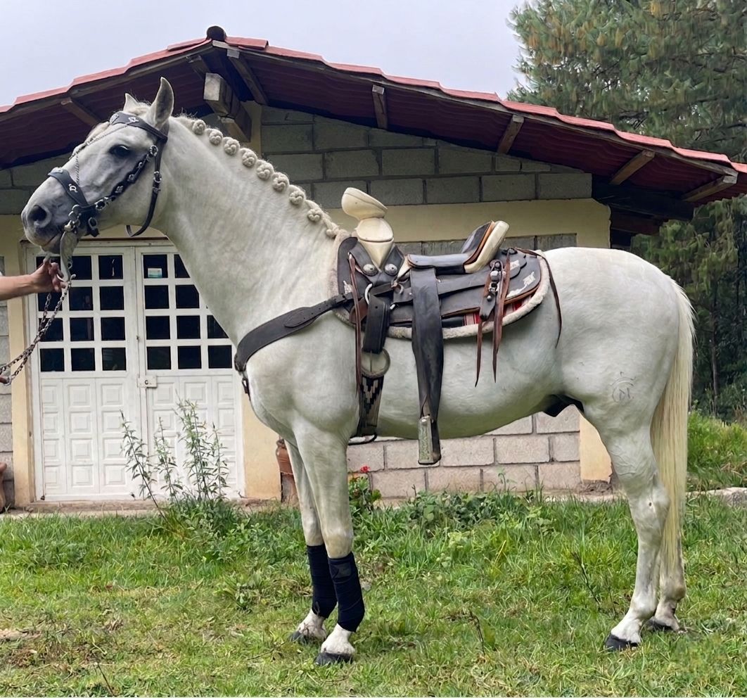 Galería LA CABALLERÍA 14